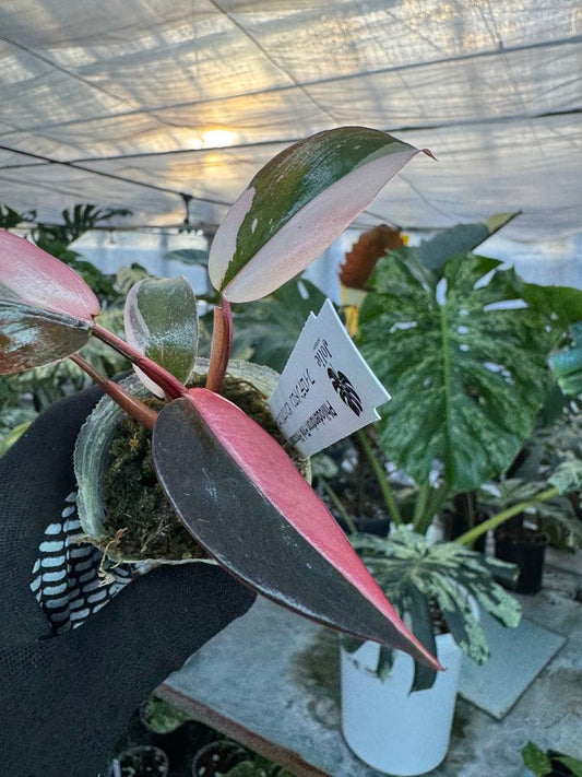 フィロデンドロン ピンクプリンセス 2寸ポリポット 可愛いサイズ