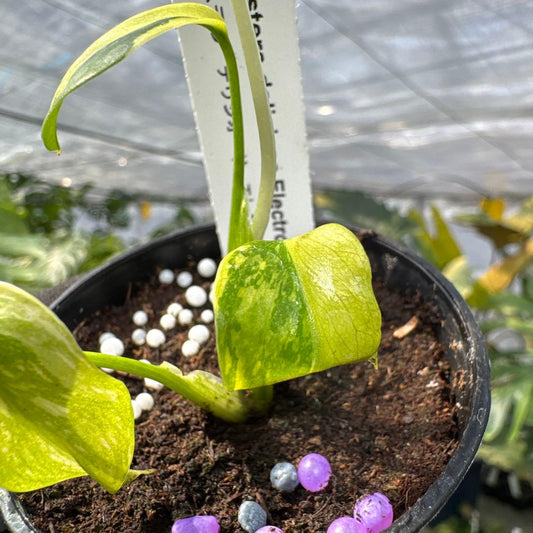 モンステラ エレクトロライト 美斑入り株 2号【鮮やかな斑が際立つ希少個体】