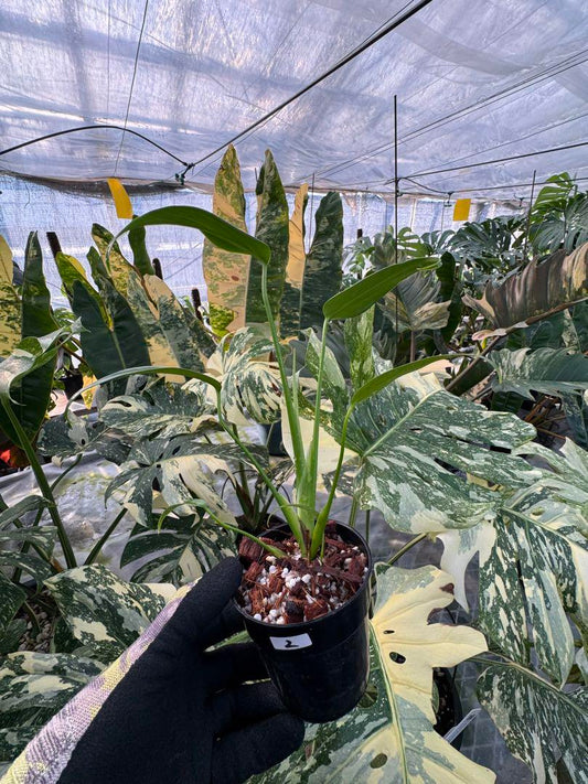 モンステラ バールマルクスフレーム 3号鉢