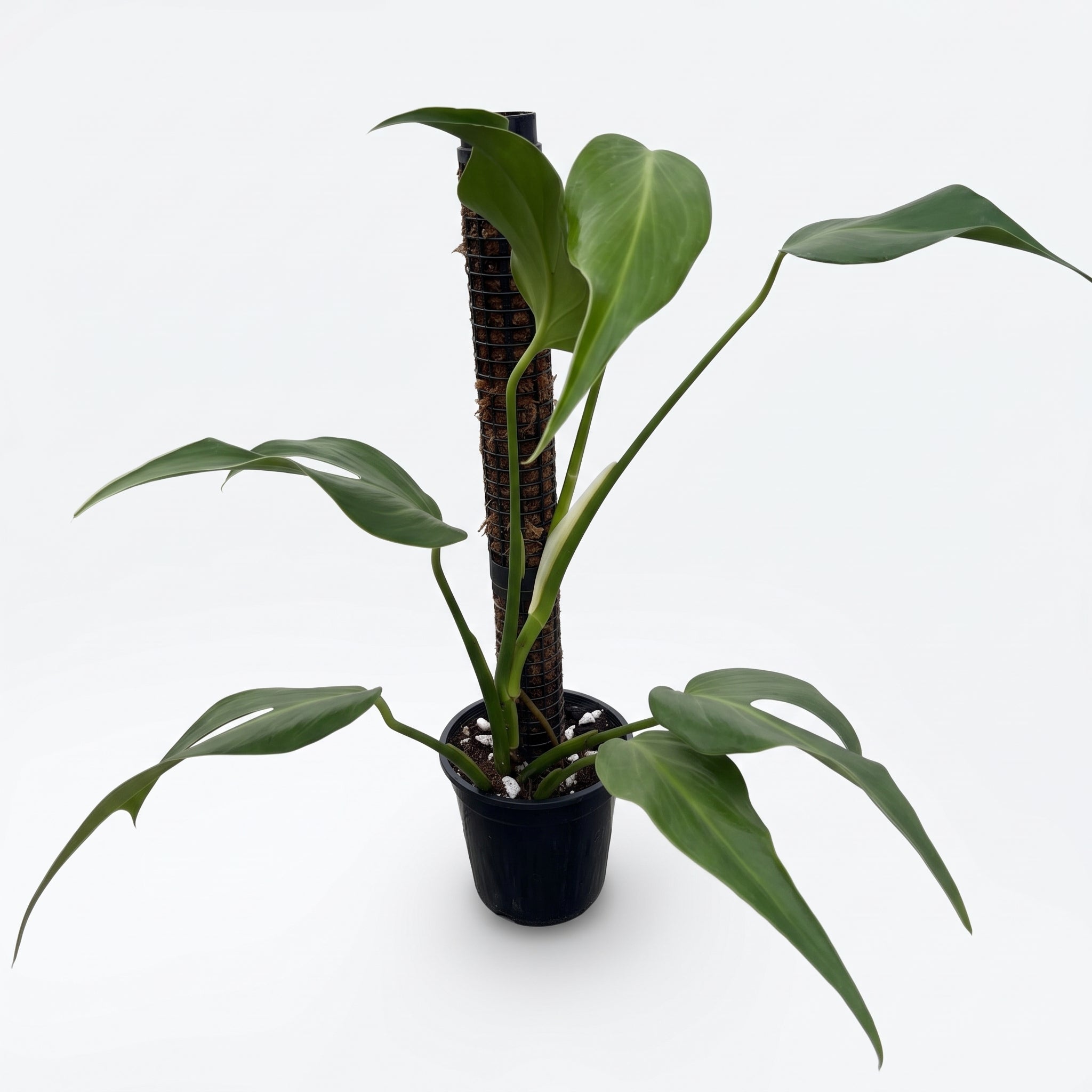 モンステラデリシオーサバールマルクスフレーム4号鉢植え大株美株57㎝ Jolie Nursery公式】モンステラ バールマルクスフレーム 4号鉢