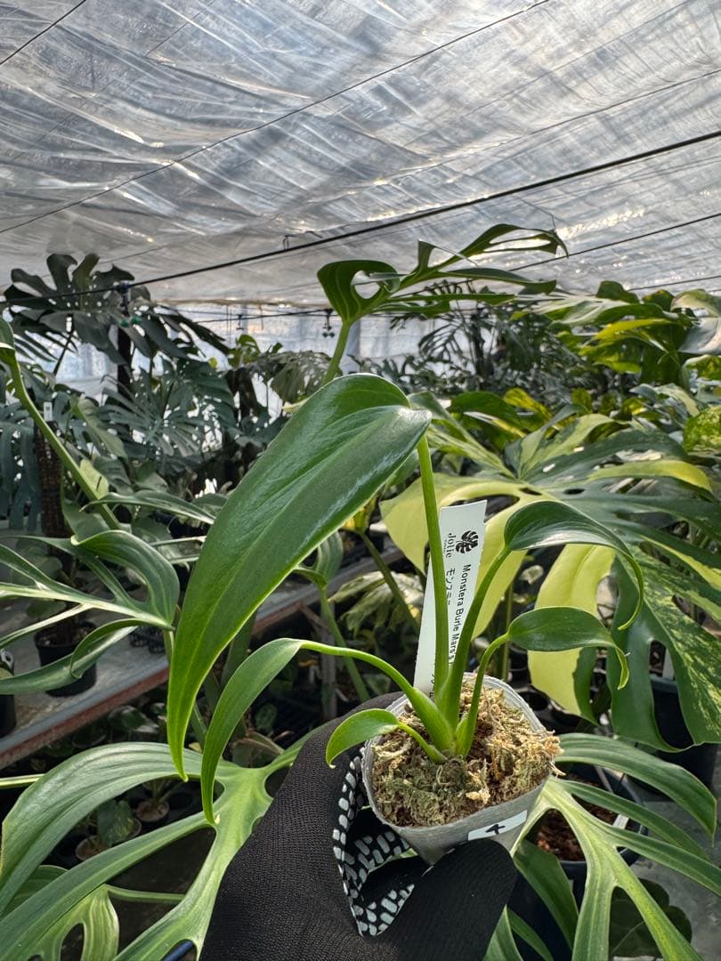 モンステラ バールマルクスフレーム 極希少品種 2号（2寸ポリポット