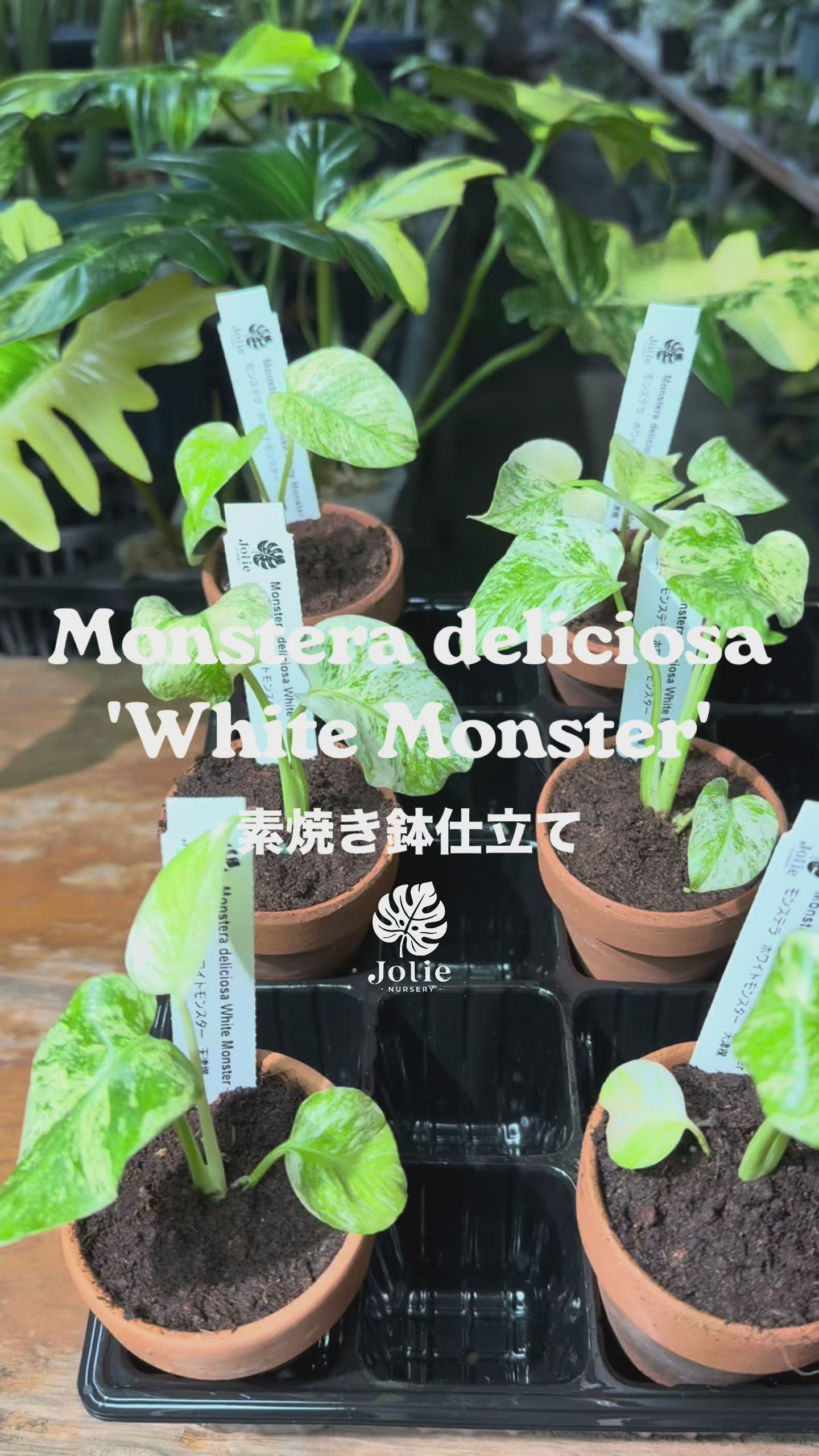 モンステラ デリシオーサ ホワイトモンスター 天津蘭 斑入り 3号 希少