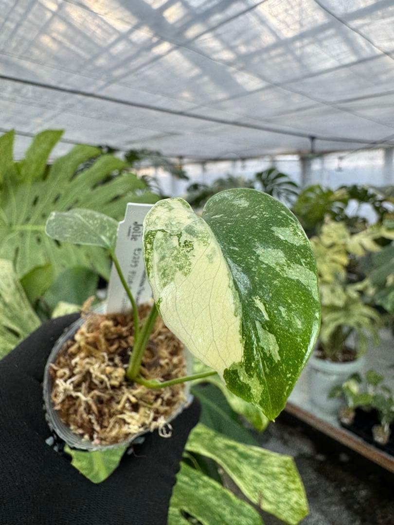 厳選斑入り】モンステラ デリシオーサ タイコンステレーション 希少種