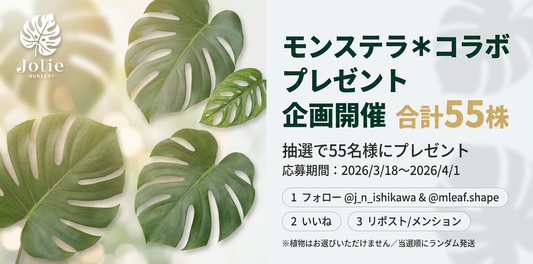 モンステラ＊コラボプレゼント企画開催🎁