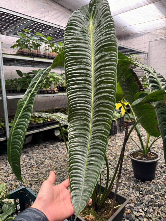 アンスリウム・ベイチー（Anthurium veitchii / キング・アンスリウム）