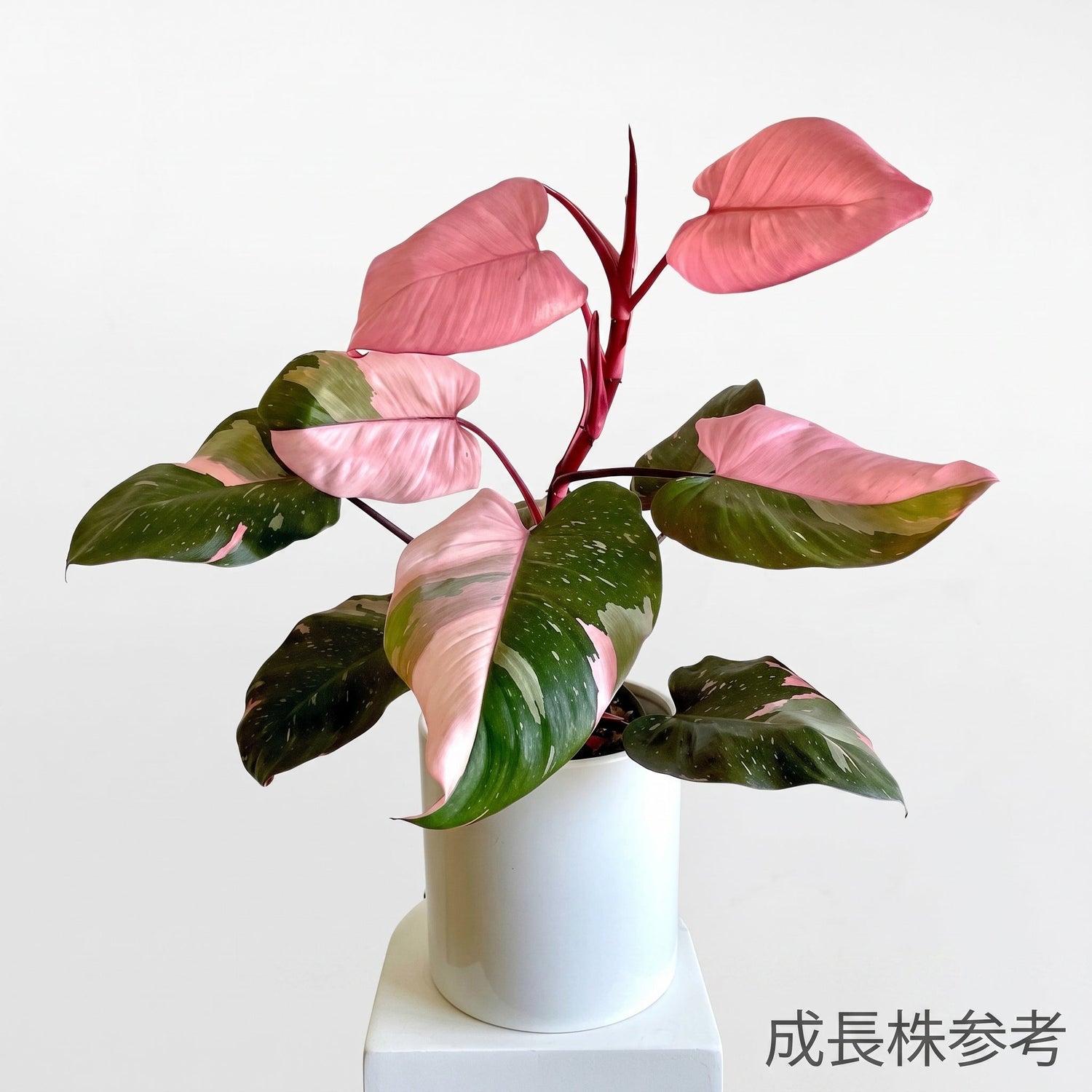 フィロデンドロン
