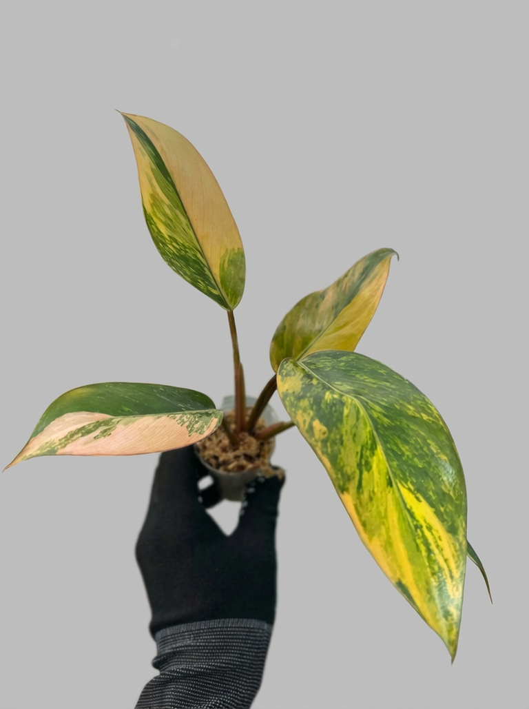 フィロデンドロン