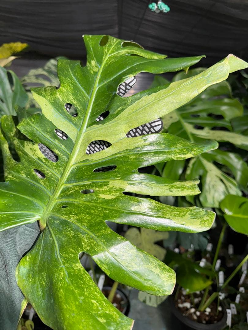 モンステラ デリシオーサ 'オシャンミント' マスターピース