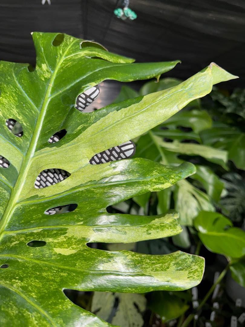 モンステラ デリシオーサ 'オシャンミント' マスターピース