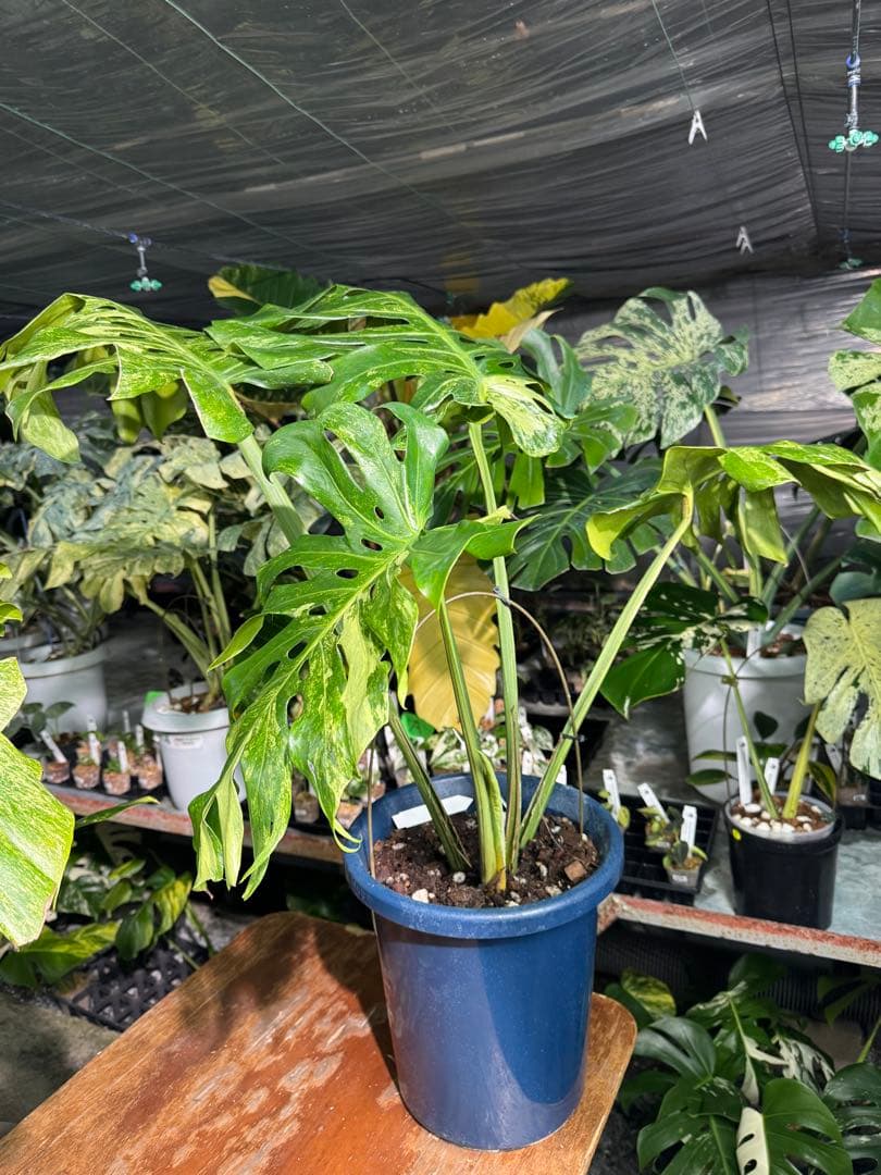 モンステラ デリシオーサ 'オシャンミント' マスターピース