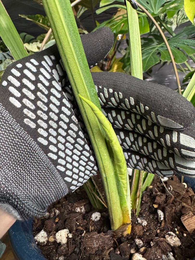 モンステラ デリシオーサ 'オシャンミント' マスターピース