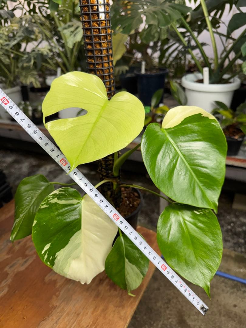 モンステラ　セブブルー　ミント　鉢モスポール付き