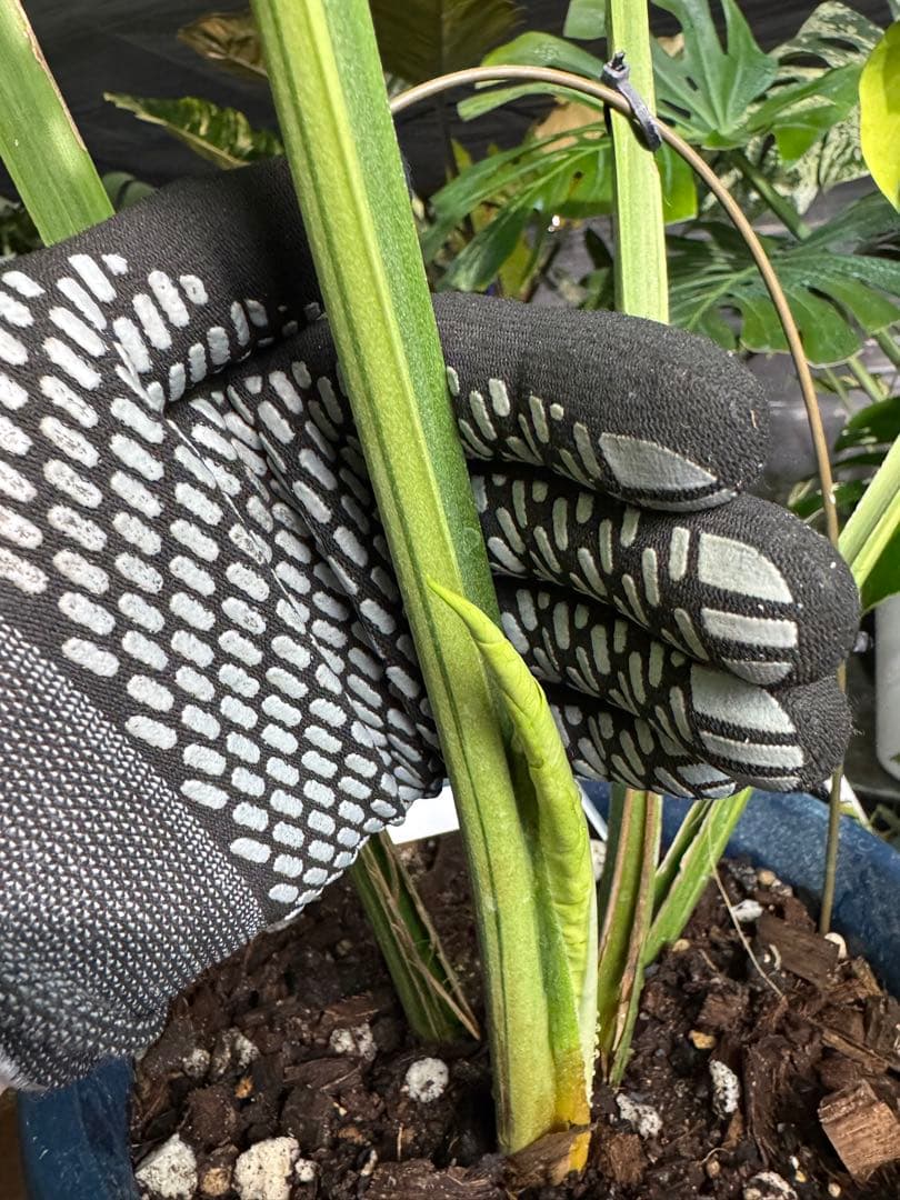 モンステラ デリシオーサ 'オシャンミント' マスターピース