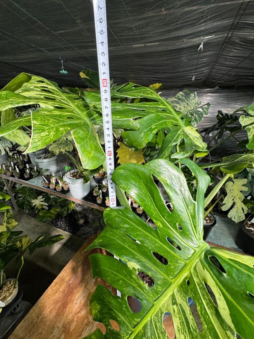 モンステラ デリシオーサ 'オシャンミント' マスターピース