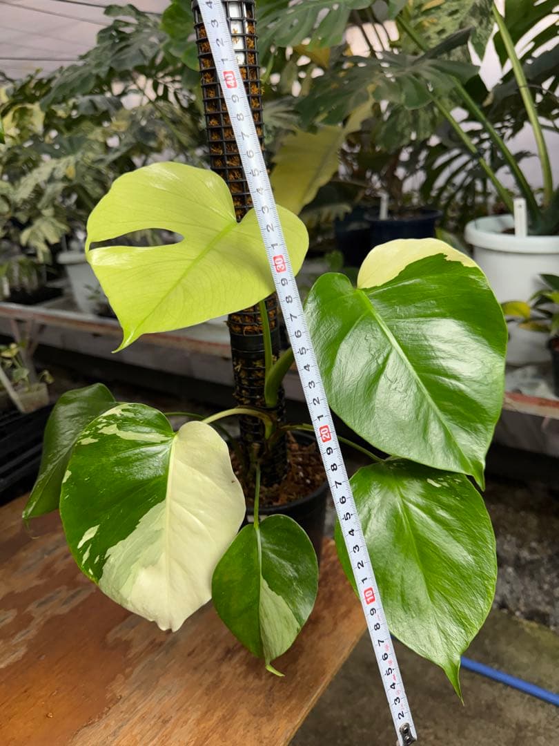 モンステラ　セブブルー　ミント　鉢モスポール付き