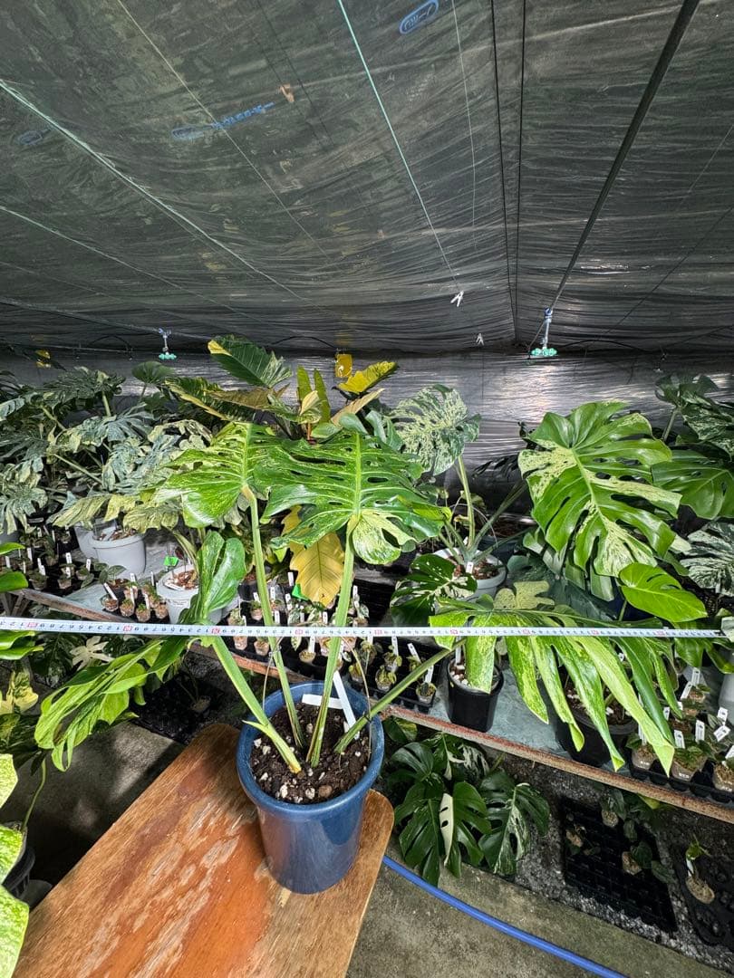 モンステラ デリシオーサ 'オシャンミント' マスターピース