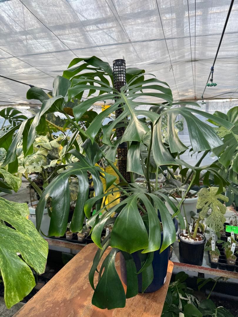 モンステラ オリジナル ブラジリアンフォーム 巨大株 | 圧倒的な存在感