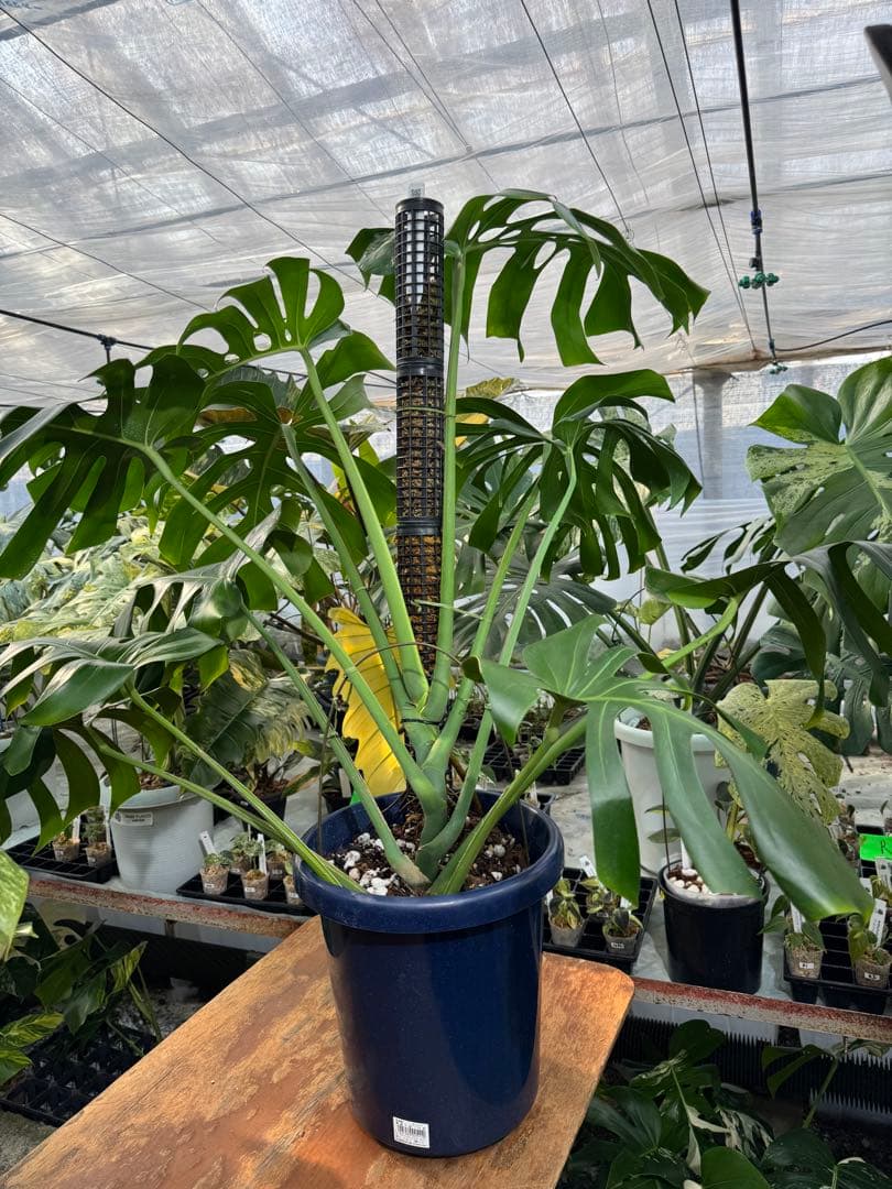 モンステラ オリジナル ブラジリアンフォーム 巨大株 | 圧倒的な存在感