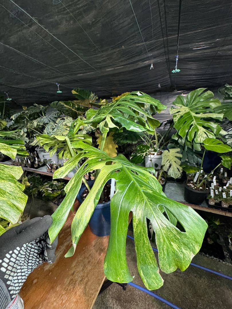 モンステラ デリシオーサ 'オシャンミント' マスターピース