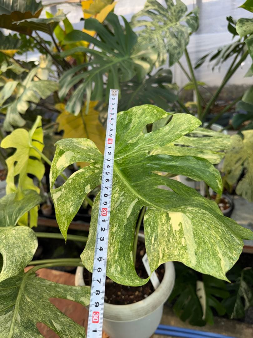 【極美斑】モンステラ デリシオーサ プラチナ（ミント斑）