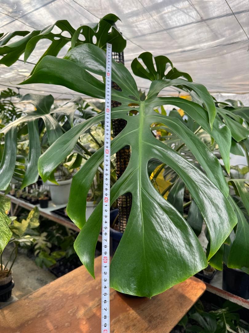 モンステラ オリジナル ブラジリアンフォーム 巨大株 | 圧倒的な存在感