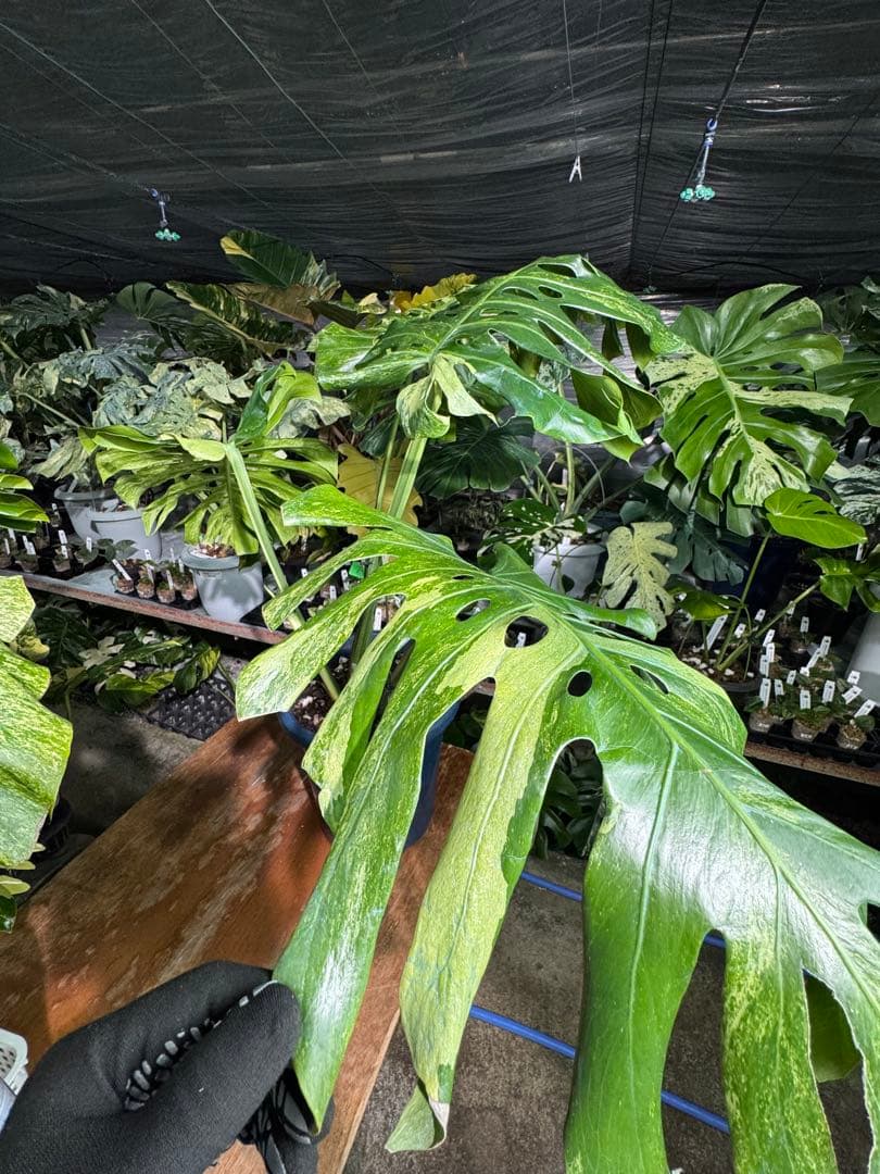 モンステラ デリシオーサ 'オシャンミント' マスターピース