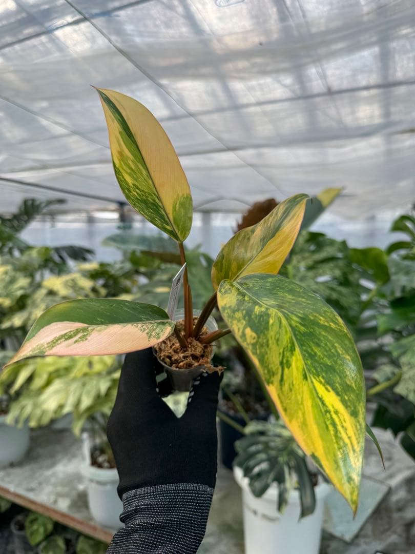 フィロデンドロン レッドコンゴ 2号【艶やかな赤葉が美しい人気種】