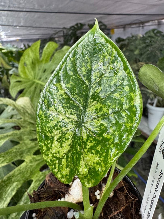 アロカシア ドラゴンスケール ミント 2号 斑入り【神秘的なミント斑が美しい希少種】