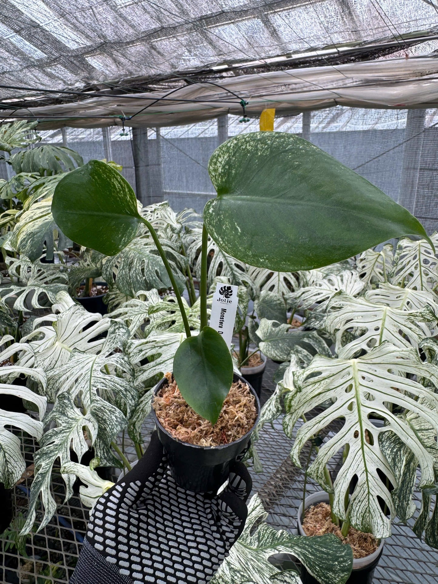 モンステラ デビルモンスター 極希少・珍奇植物