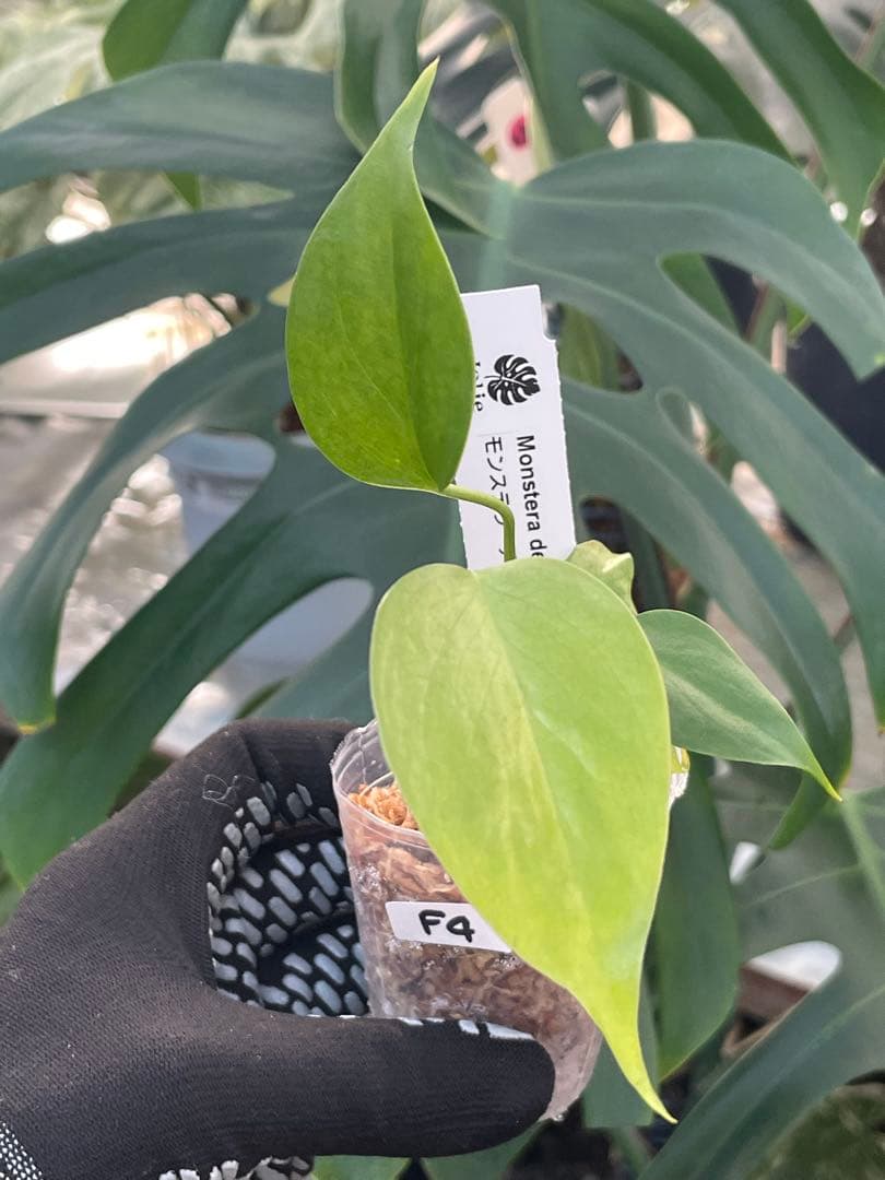 モンステラ シエラナ｜2号（2寸ポリポット） 極希少 特選個体 観葉植物