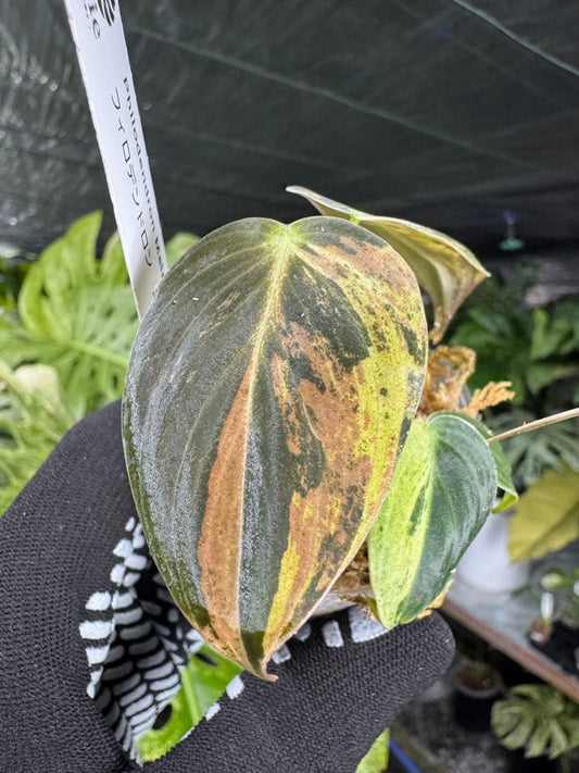 フィロデンドロン　メラノクリサム　斑入り　2寸ポリポット