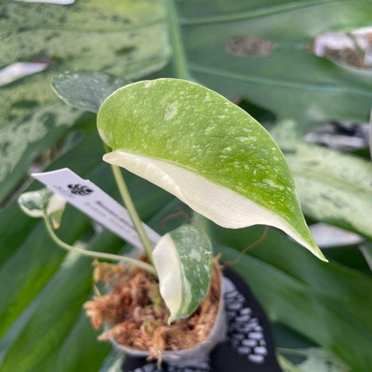 【厳選斑入り】モンステラ デリシオーサ タイコンステレーション 希少種 2号（2寸ポリポット）