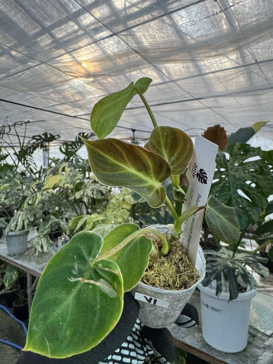 フィロデンドロン ベルコーサム アマゾンサンセット　2寸ポリポット