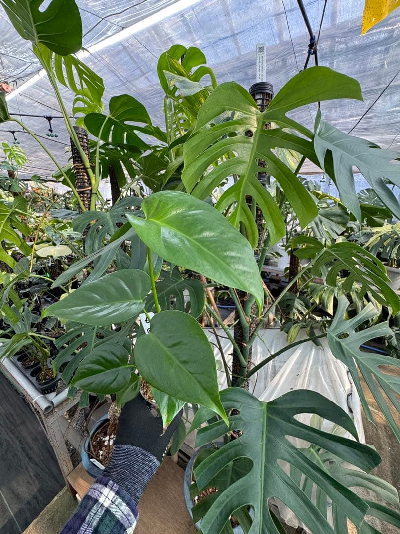 モンステラ シエラナ 斑入り 3号【個性的な葉姿と美しい斑が魅力】