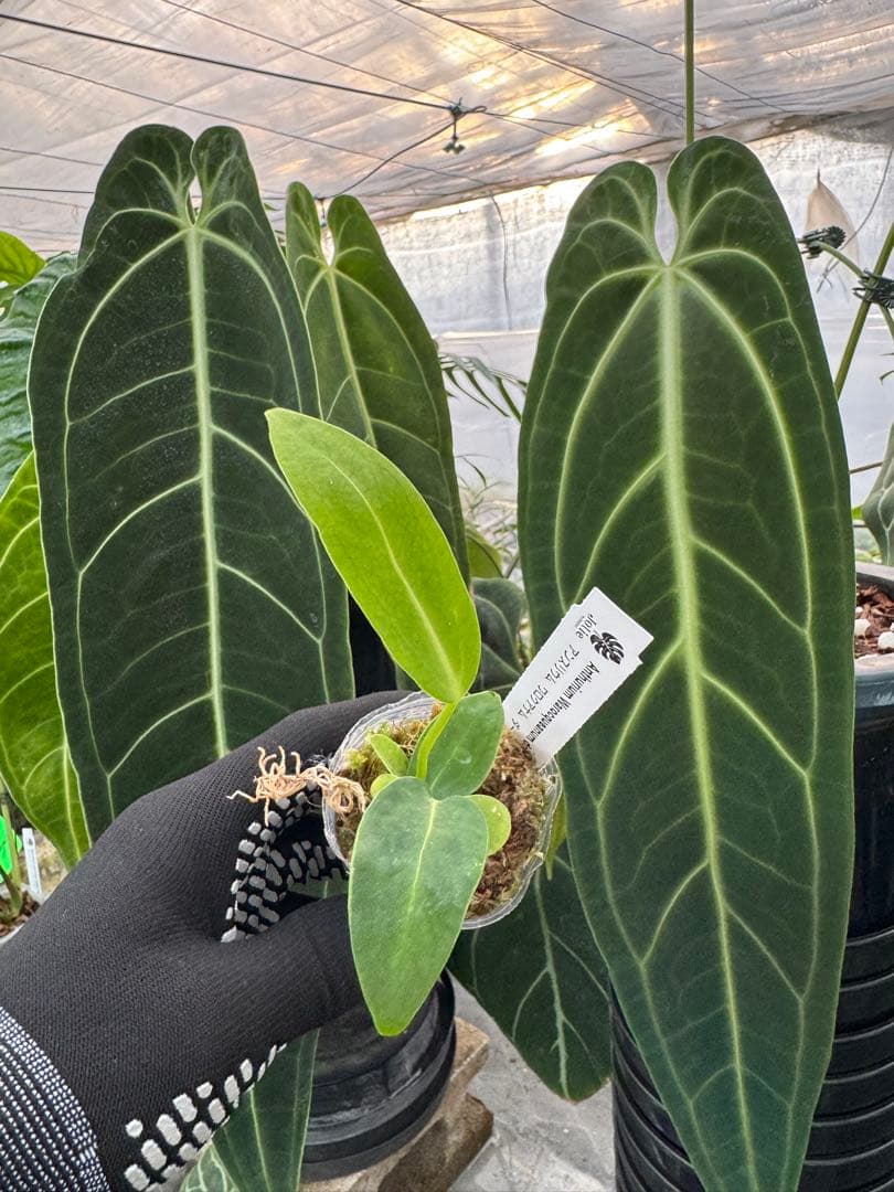 アンスリウム – JolieNursery