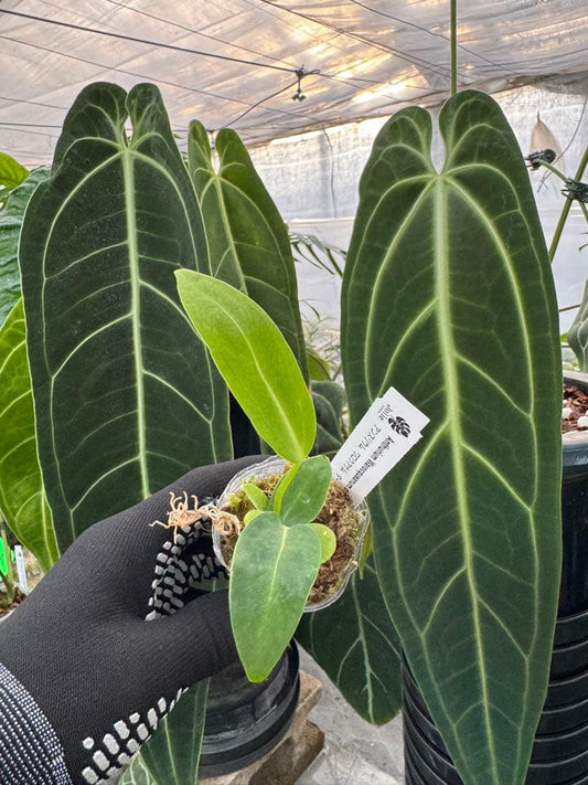 アンスリウム ワロケアナム レギュラーダークフォーム （2寸ポリポット） 希少品種