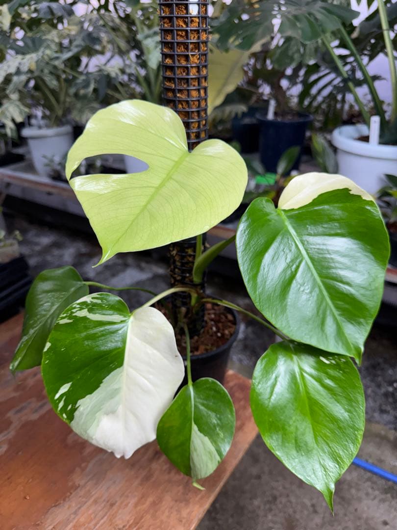 モンステラ　セブブルー　ミント　鉢モスポール付き