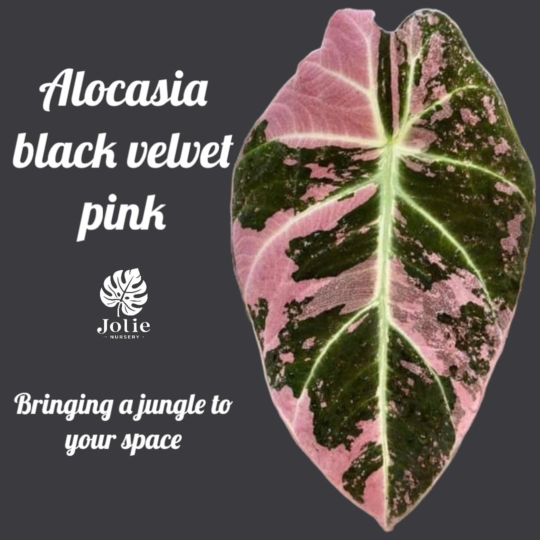 【美しいピンク出ました✨】アロカシア　ブラックベルベット　ピンク　斑入り　希少 アロカシア ブラックベルベット ピンク 斑入り 2号【漆黒の葉に映える