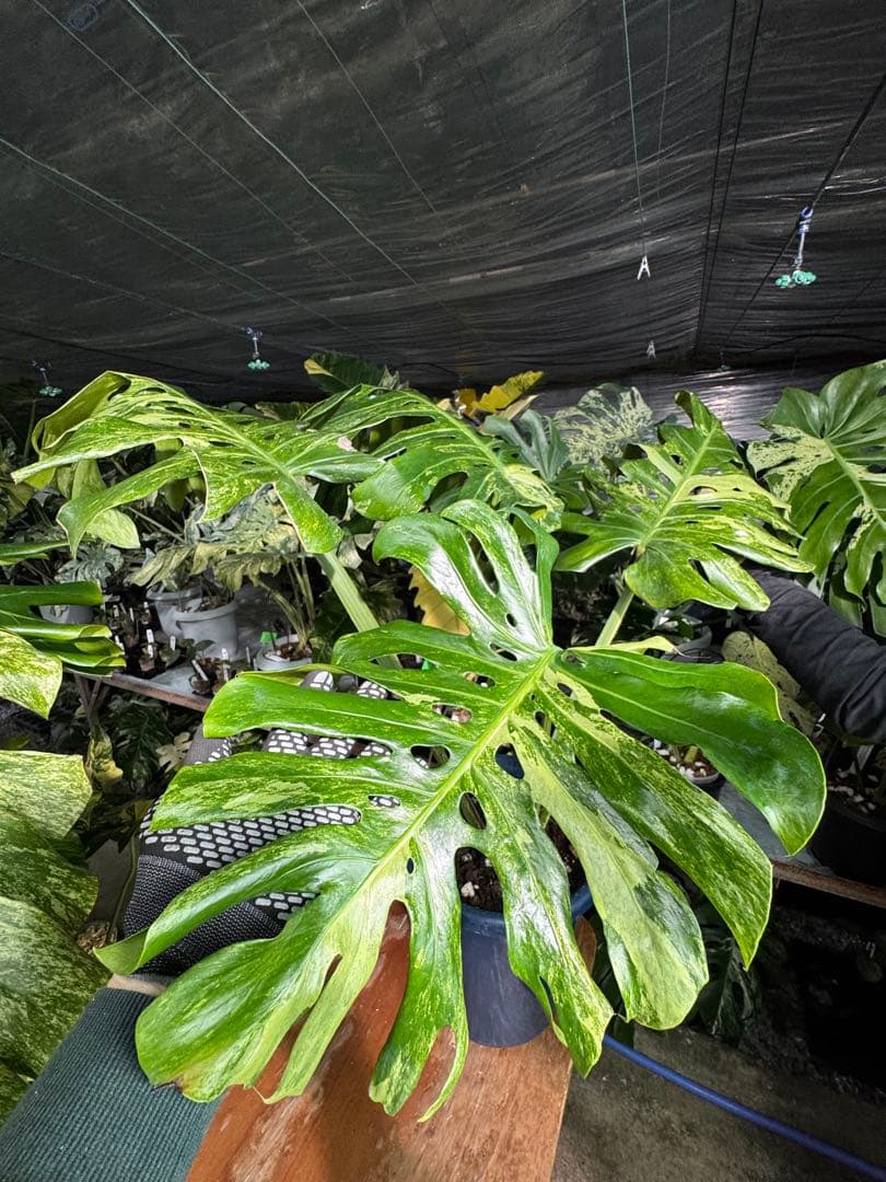 2モンステラ　デリシオーサ　オシャンミント　マスターピース 最高峰の極美斑】モンステラ デリシオーサ 'オシャンミント