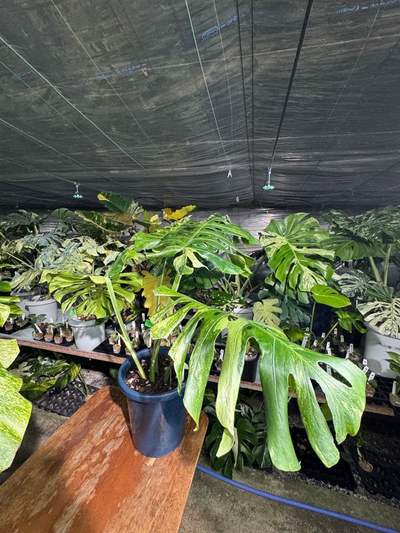 モンステラ デリシオーサ 'オシャンミント' マスターピース