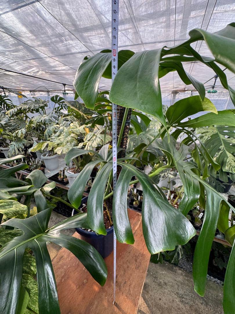 モンステラ オリジナル ブラジリアンフォーム 巨大株 | 圧倒的な存在感