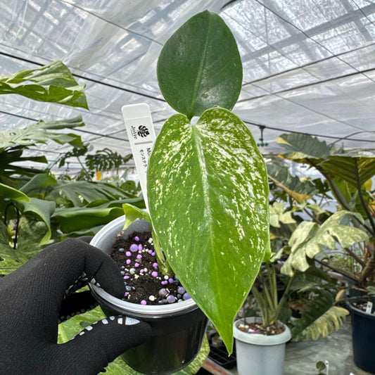 モンステラ デビルモンスター 極希少・珍奇植物