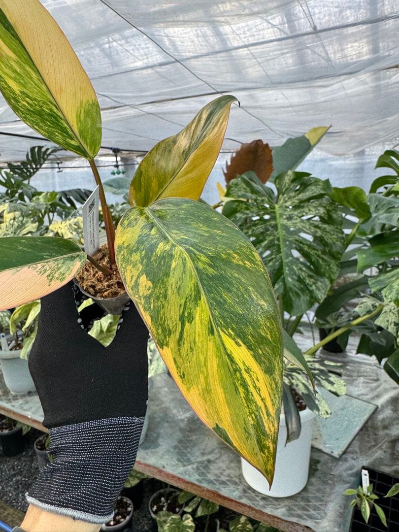 フィロデンドロン レッドコンゴ 2号【艶やかな赤葉が美しい人気種】