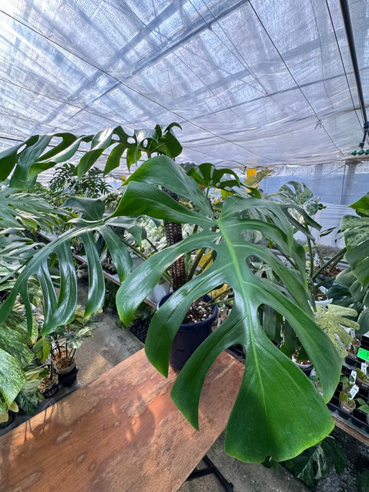 モンステラ オリジナル ブラジリアンフォーム 巨大株