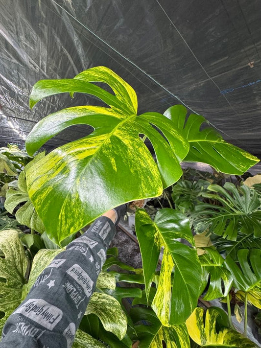 モンステラ　ボルギシアナ　オーレア　黄斑入り　カット苗