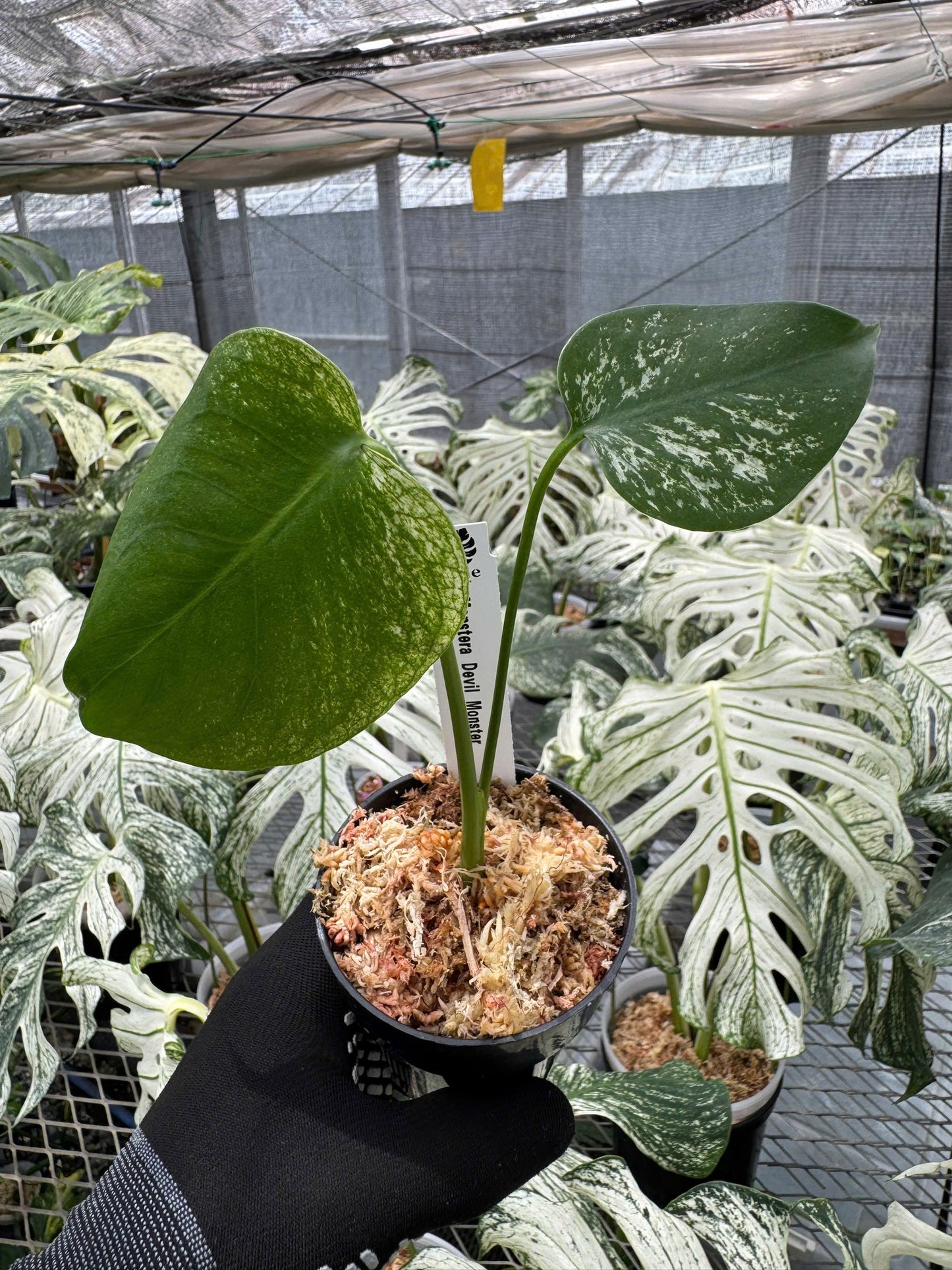 モンステラ デビルモンスター 極希少・珍奇植物
