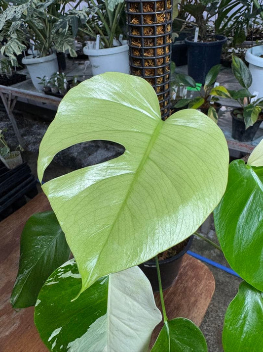 モンステラ　セブブルー　ミント　鉢モスポール付き