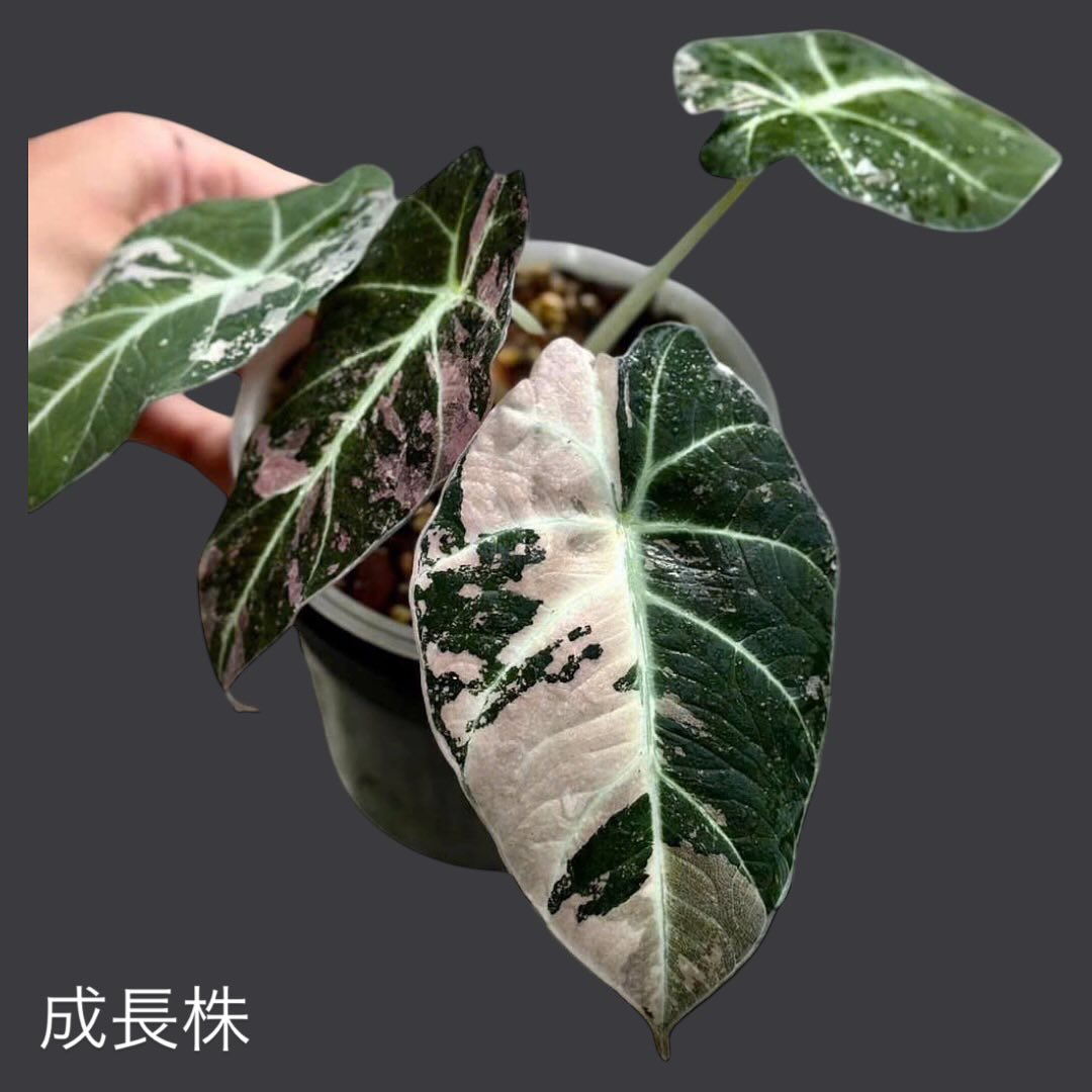 アロカシア ブラックベルベット ピンク 斑入り 2号（2寸ポリポット）【漆黒の葉に映える幻想的なピンク斑】