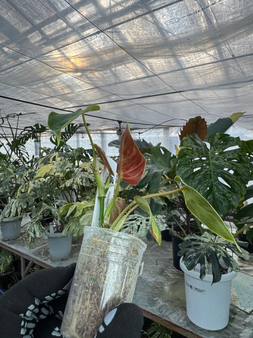 フィロデンドロン ベルコーサム アマゾンサンセット 2号【夕焼けのような発色が美しい希少種】