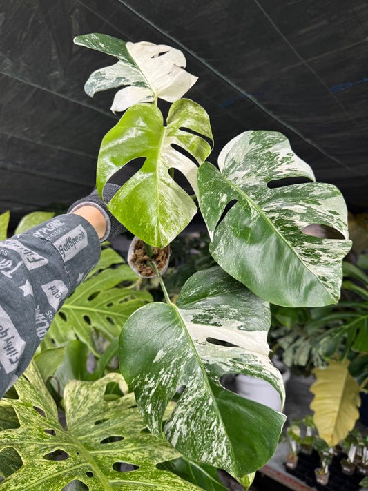 モンステラ　ボルギシアナ　アルボ　ホワイトタイガー斑入り　健康カット苗